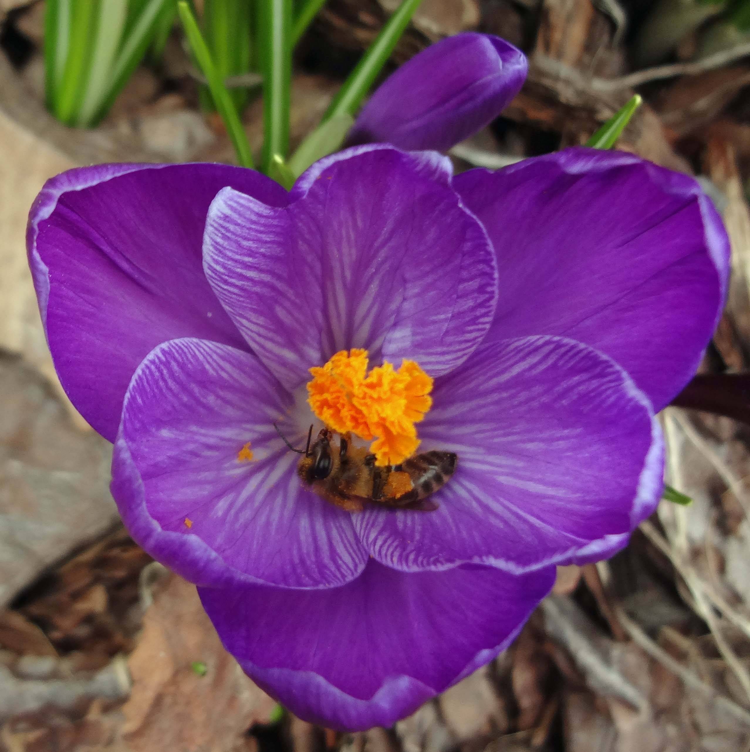 This Week Was The First Sight Of 2016 Spring Flowers